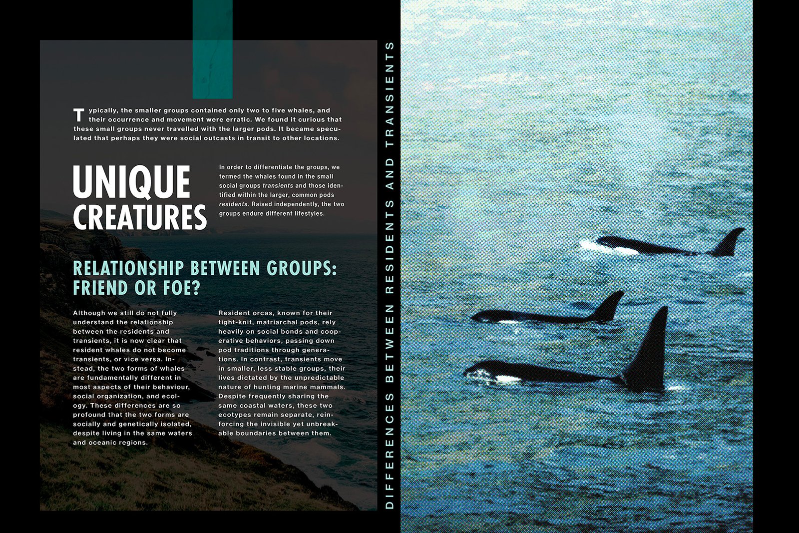 Killer whale editorial book