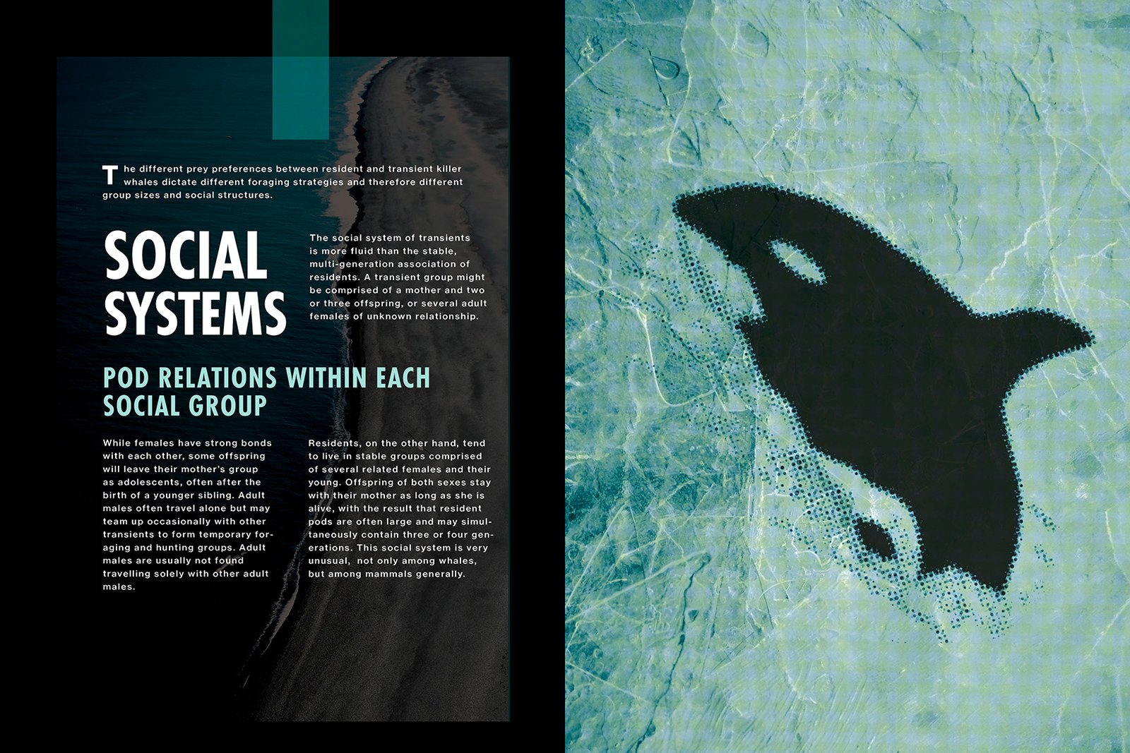  Killer whale editorial book