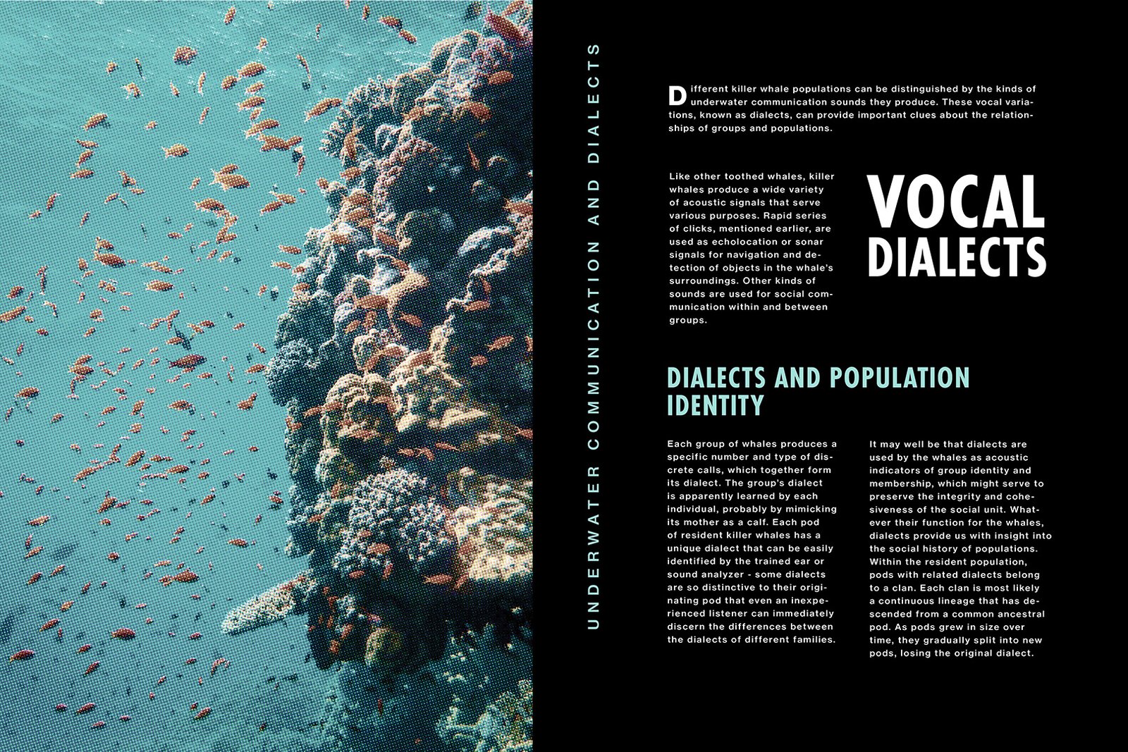  Killer whale editorial book