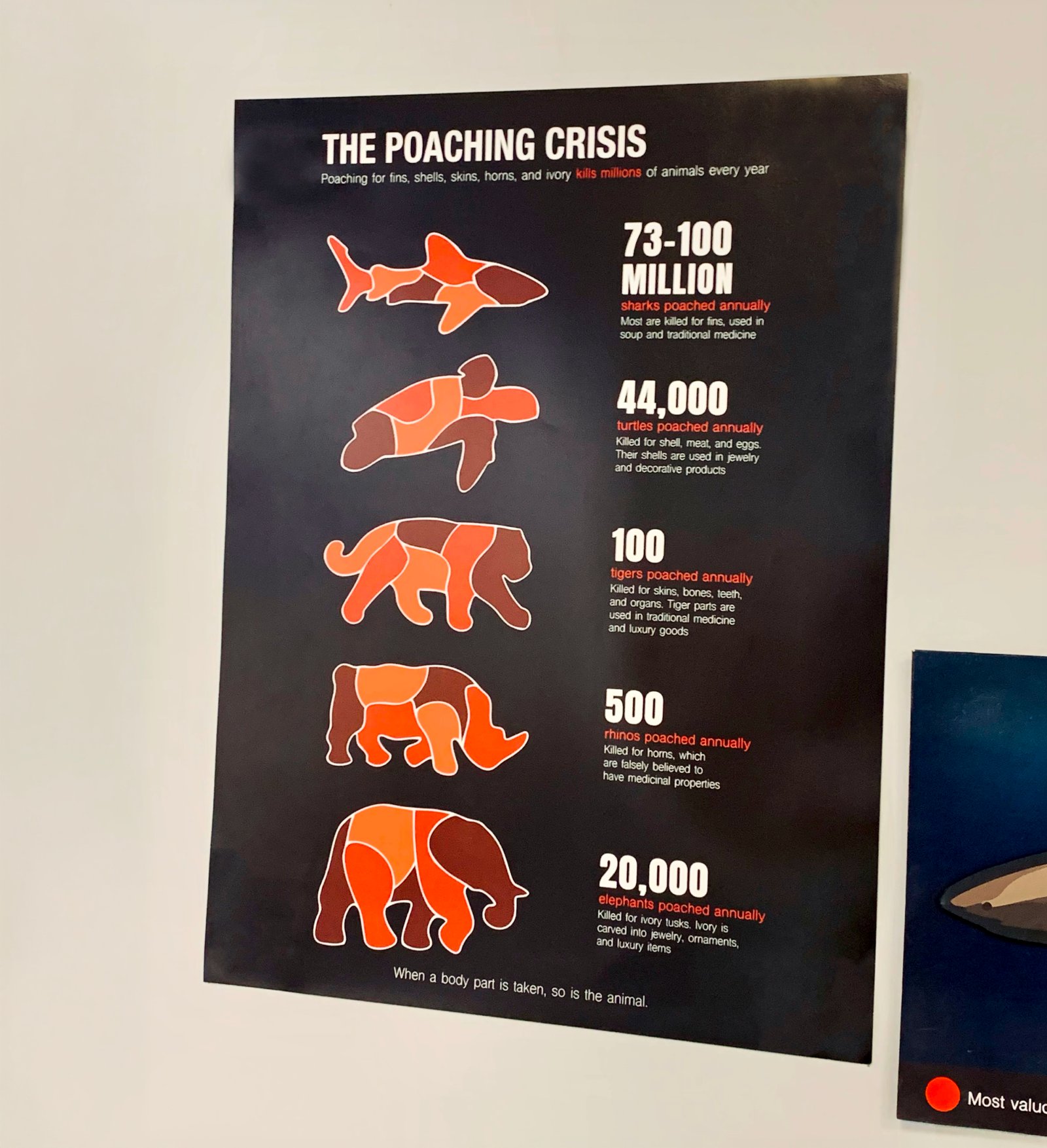 Educational support poster presenting poaching statistics and species value comparisons